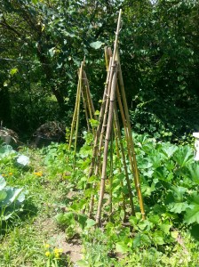 Pole Bean Climbers