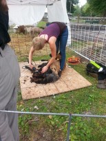 Sheep shearing