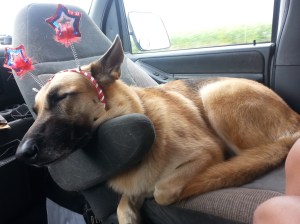 American Shepherd in her favorite seat.