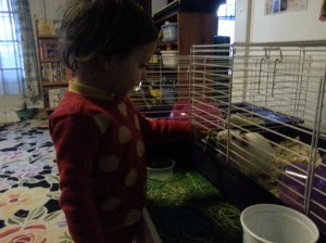 Feeding the guinea pigs