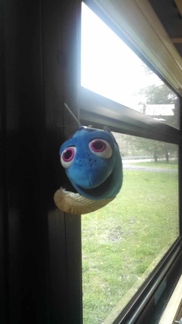 Dory in the ocean! The pictured Dory the fish is the mascot of Dory the bus.